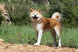 AKITA INU 391